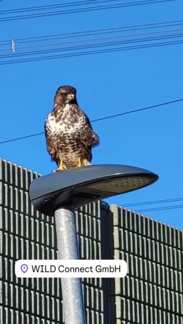 Wir hatten einen ganz besonderen Besucher bei WILD Connect…. 

We have had a special visitor at WILD Connect… 

#wild #connect #eagle #bird
